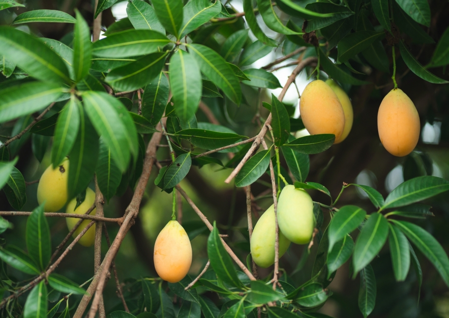 Etap rozwoju drzewka mango od sadzenia do owocowania