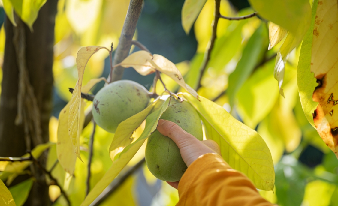 Technika sadzenia pestki mango