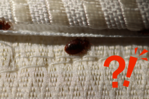 pluskwy w domu InsektStop